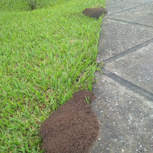 formigueiro controle de pragas bioecology formigas alvo condominios